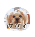 気まぐれヨーキーのんちゃん（個別スタンプ：19）