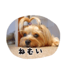 気まぐれヨーキーのんちゃん（個別スタンプ：20）