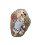 気まぐれヨーキーのんちゃん（個別スタンプ：22）
