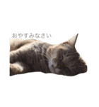 おかべさん家の猫さん（個別スタンプ：1）