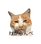 おかべさん家の猫さん（個別スタンプ：2）