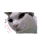 おかべさん家の猫さん（個別スタンプ：4）