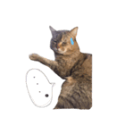 おかべさん家の猫さん（個別スタンプ：5）