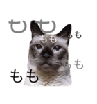 おかべさん家の猫さん（個別スタンプ：6）