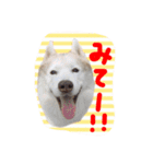 秋田犬とまとfamily④（個別スタンプ：28）