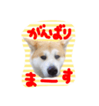 秋田犬とまとfamily④（個別スタンプ：37）