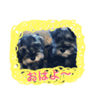 dogs ！（個別スタンプ：1）