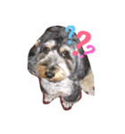 dogs ！（個別スタンプ：6）