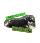 dogs ！（個別スタンプ：7）