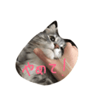 ROCO is cute ！！（個別スタンプ：7）