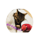 猫で挨拶（個別スタンプ：1）