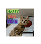 猫で挨拶（個別スタンプ：2）