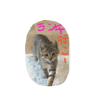 猫で挨拶（個別スタンプ：3）