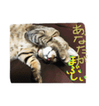 猫で挨拶（個別スタンプ：4）