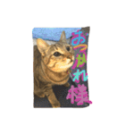 猫で挨拶（個別スタンプ：5）