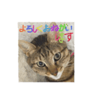 猫で挨拶（個別スタンプ：6）