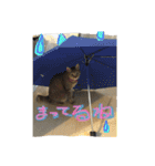 猫で挨拶（個別スタンプ：7）