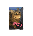 猫で挨拶（個別スタンプ：8）