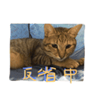 猫で挨拶（個別スタンプ：9）