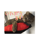 猫で挨拶（個別スタンプ：11）