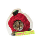 猫で挨拶（個別スタンプ：12）