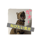 猫で挨拶（個別スタンプ：13）