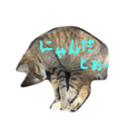 猫で挨拶（個別スタンプ：14）