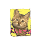 猫で挨拶（個別スタンプ：15）