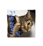 猫で挨拶（個別スタンプ：16）