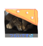猫で挨拶（個別スタンプ：17）