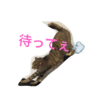 猫で挨拶（個別スタンプ：18）