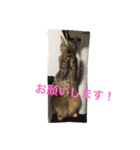 猫で挨拶（個別スタンプ：19）