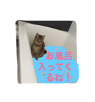 猫で挨拶（個別スタンプ：20）