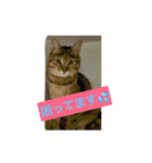 猫で挨拶（個別スタンプ：21）
