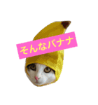 猫で挨拶（個別スタンプ：22）
