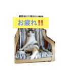 猫で挨拶（個別スタンプ：23）
