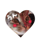 あいらぶ猫ちゃんず（個別スタンプ：4）