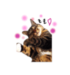 あいらぶ猫ちゃんず（個別スタンプ：6）