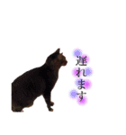 あいらぶ猫ちゃんず（個別スタンプ：7）