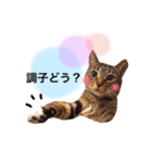 あいらぶ猫ちゃんず（個別スタンプ：11）