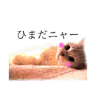 あいらぶ猫ちゃんず（個別スタンプ：13）