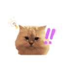 あいらぶ猫ちゃんず（個別スタンプ：14）