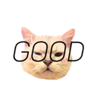 あいらぶ猫ちゃんず（個別スタンプ：15）