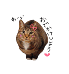 あいらぶ猫ちゃんず（個別スタンプ：16）