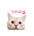 あいらぶ猫ちゃんず（個別スタンプ：18）