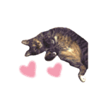 あいらぶ猫ちゃんず（個別スタンプ：19）