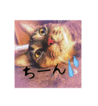 あいらぶ猫ちゃんず（個別スタンプ：21）