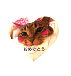 あいらぶ猫ちゃんず（個別スタンプ：24）