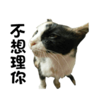 Meowou（個別スタンプ：3）