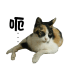 Meowou（個別スタンプ：5）